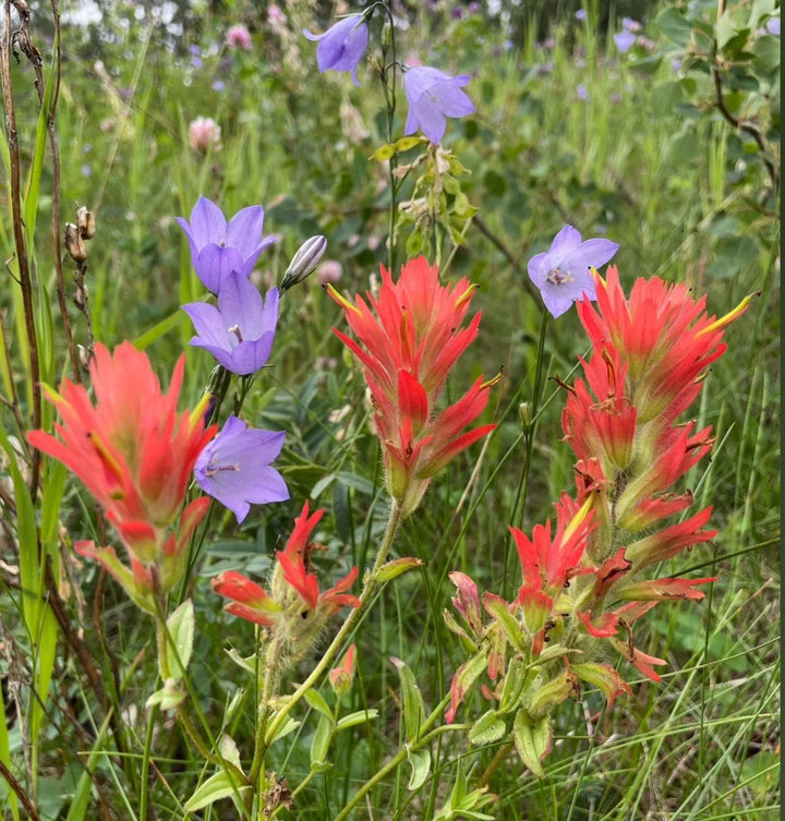 Heirloom Non-GMO Castilleja Indivisa Flower Seeds for Planting – Native Wildflower Blooming Seeds