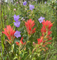 Heirloom Non-GMO Castilleja Indivisa Flower Seeds for Planting – Native Wildflower Blooming Seeds