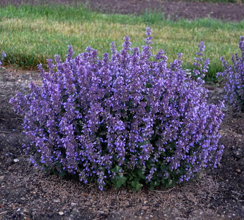 Six Hills Giant Catmint