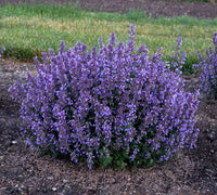 Six Hills Giant Catmint