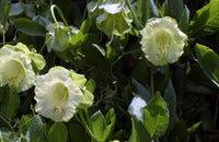 Cathedral Bells- White