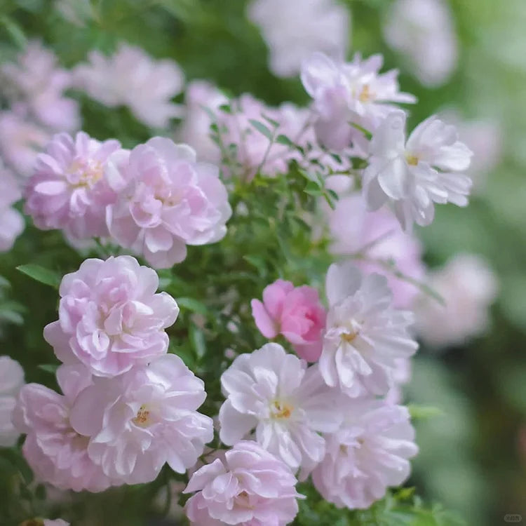 Miniature Rosa Chinensis Minima Seeds