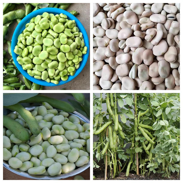 Large Broad Bean Seeds