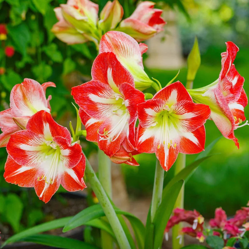 Red and White Delight Amaryllis Trio Seeds