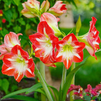Red and White Delight Amaryllis Trio Seeds
