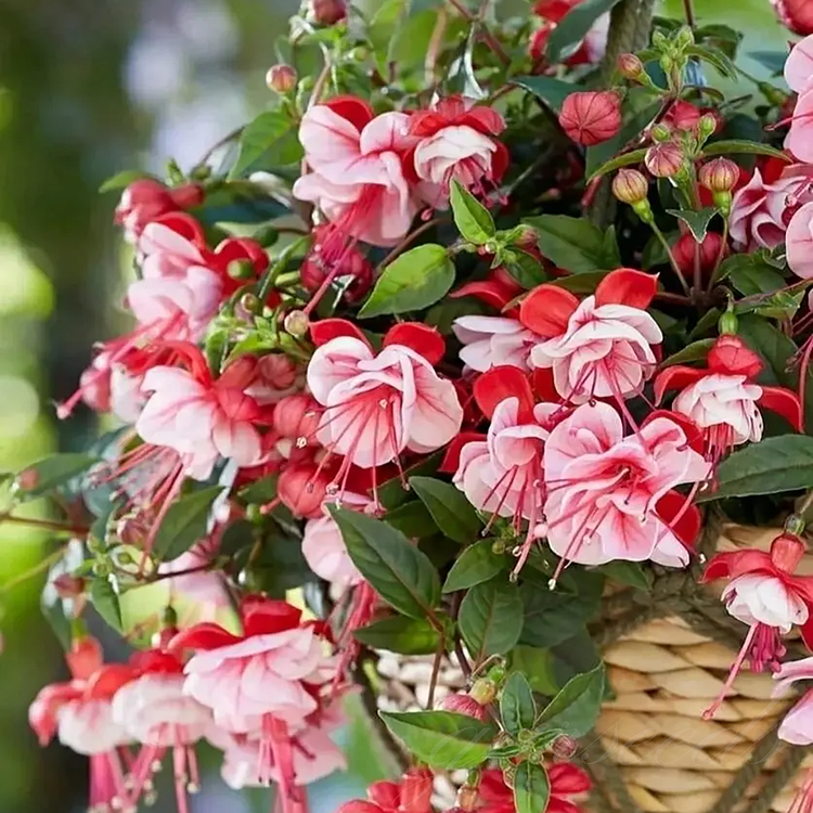 Fuchsia Flowers Seeds - Lantern Flower