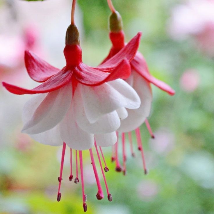 Fuchsia Flowers Seeds - Lantern Flower