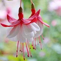 Fuchsia Flowers Seeds - Lantern Flower