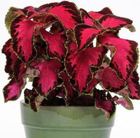 Coleus Sun Chocolate Covered Cherry Flower Seeds for Planting - Heirloom & Non-GMO seeds - Sun for planting in home garden