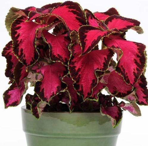 Coleus Sun Chocolate Covered Cherry Flower Seeds for Planting - Heirloom & Non-GMO seeds - Sun for planting in home garden