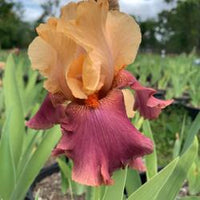 Frimousse Bearded Iris