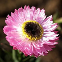Daisy Seeds (Paper) - Giant Flowered Mix