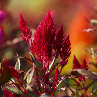 Celosia- Forest Fire