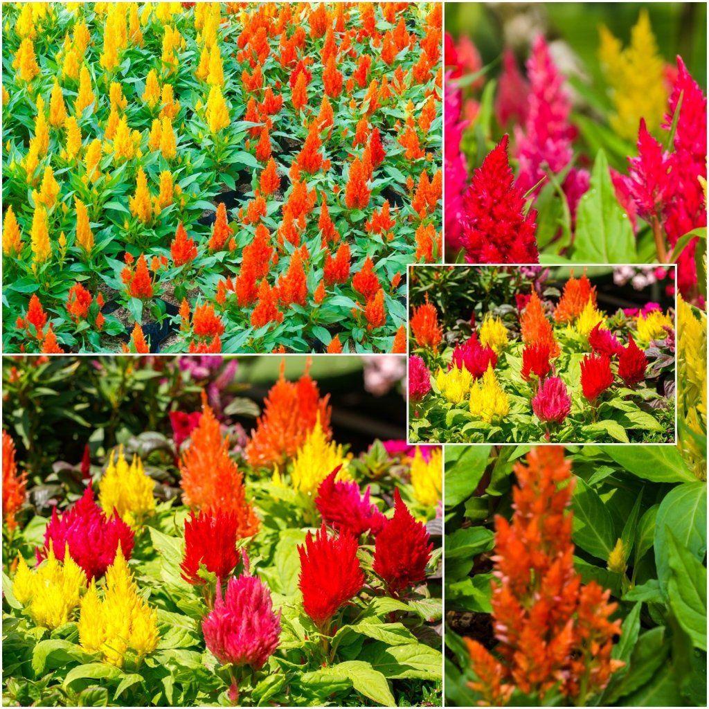 Celosia- Lilliput Kewpie Mix