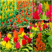 Celosia- Lilliput Kewpie Mix