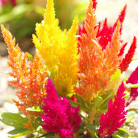 Celosia- Pampas Plume