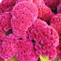 Cramer’s Rose – Celosia Seed