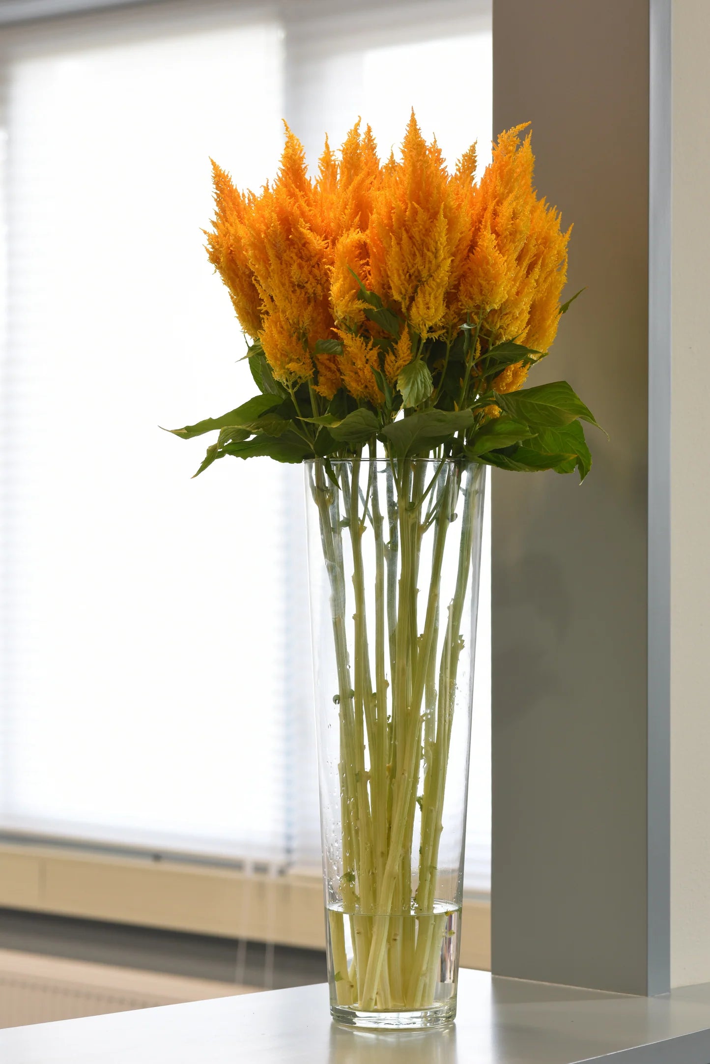 Sunday Gold – Celosia Seed