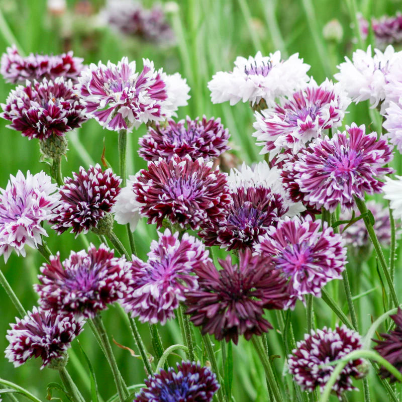 Classic Magic – Centaurea Seed