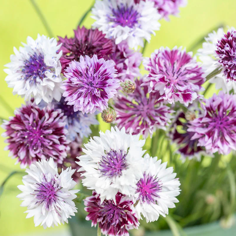 Classic Magic – Centaurea Seed