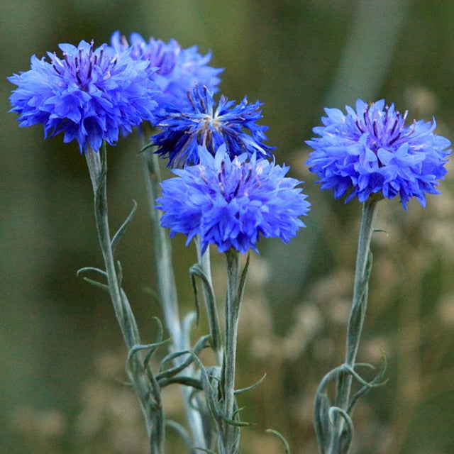 Purple Centaurea Cyanus Flower Seeds for Planting - 100 pcs