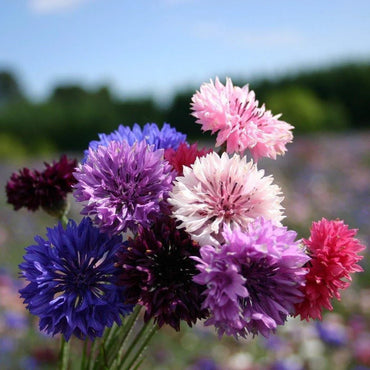 Cornflower- Dwarf Polka Dot Mix