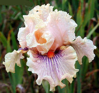 Center Line Bearded Iris Seeds
