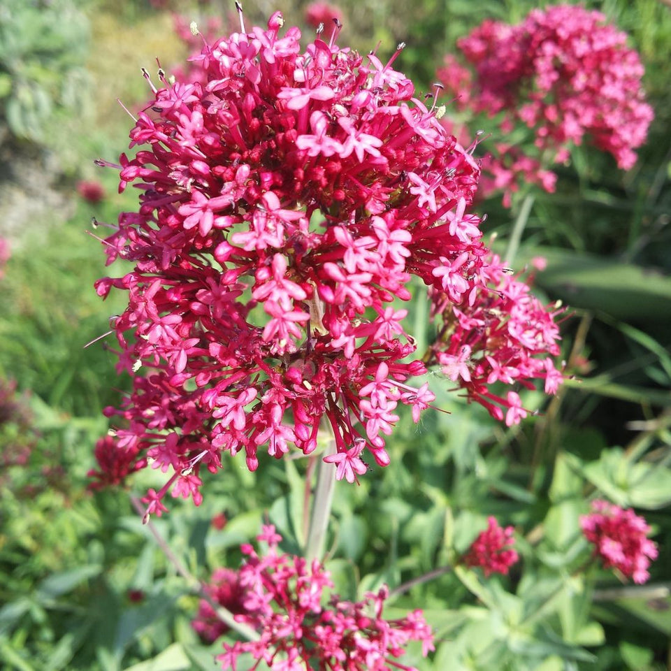 Heirloom Jupiter's Beard Flower Seeds – Non-GMO Seeds for Beautiful Garden Planting