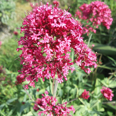 Heirloom Jupiter's Beard Flower Seeds – Non-GMO Seeds for Beautiful Garden Planting