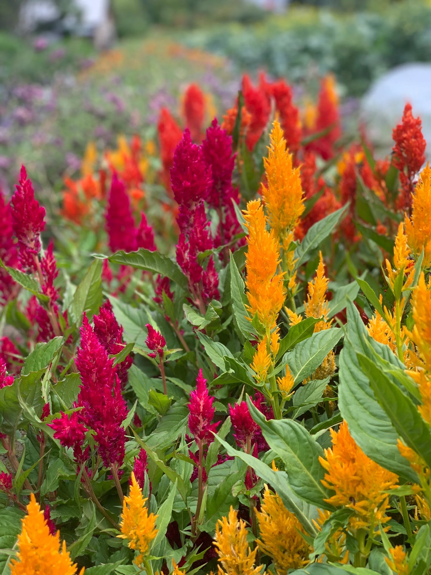 Celosia- Lilliput Kewpie Mix
