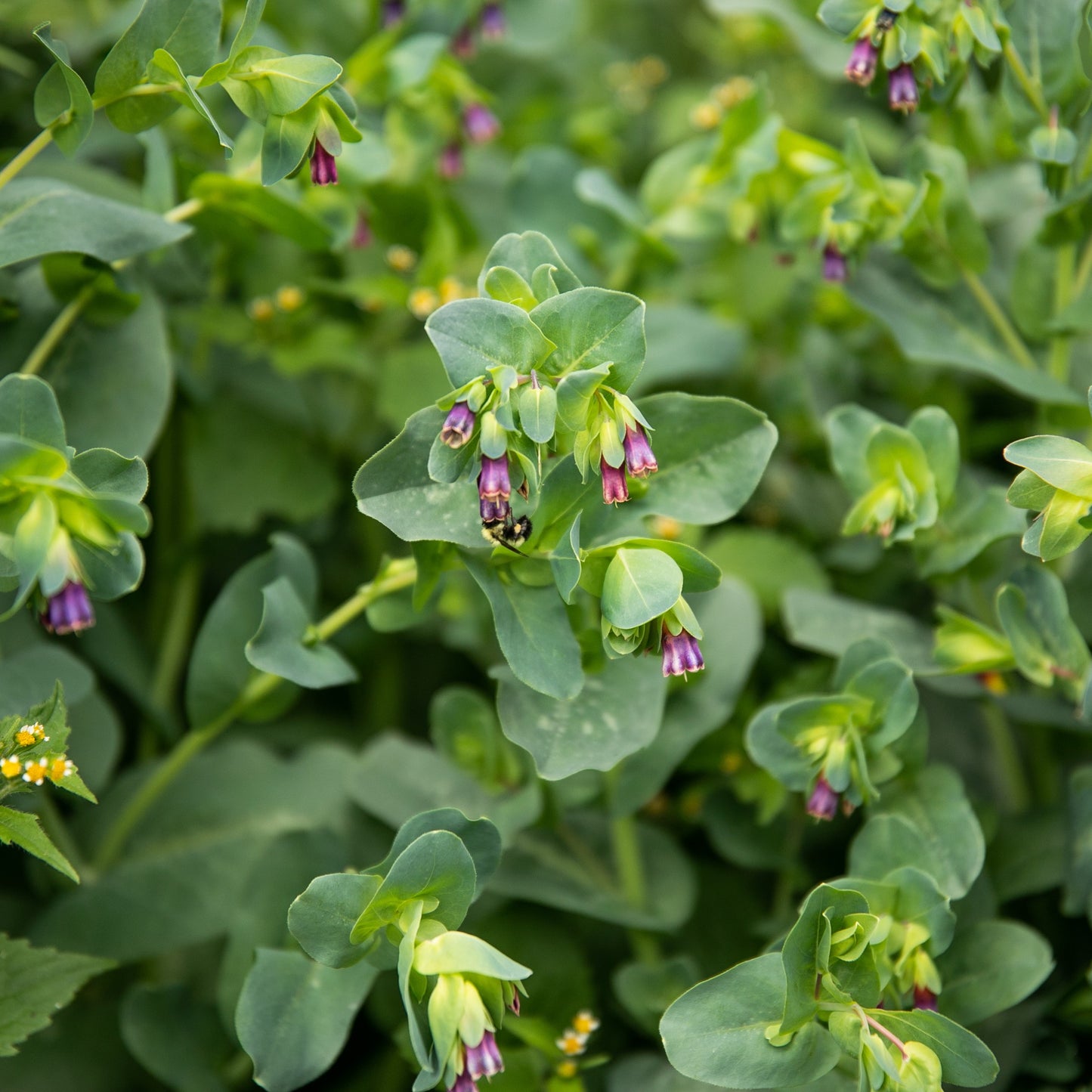 Kiwi Blue – Cerinthe Seed