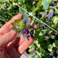 Kiwi Blue – Cerinthe Seed