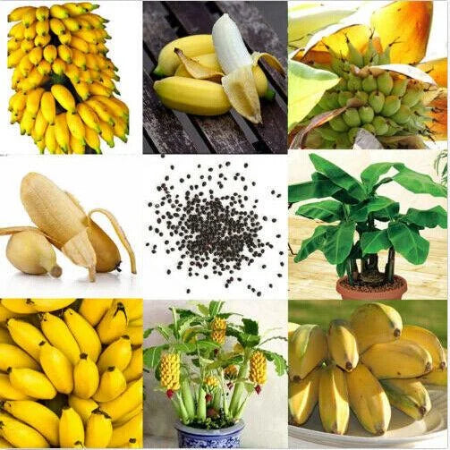 Dwarf Banana Seeds