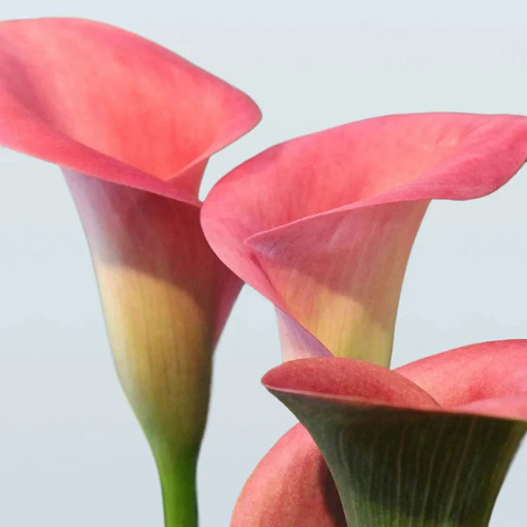 Calla Lily Seeds