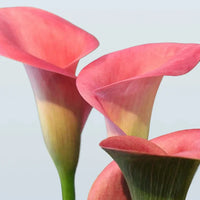 Calla Lily Seeds