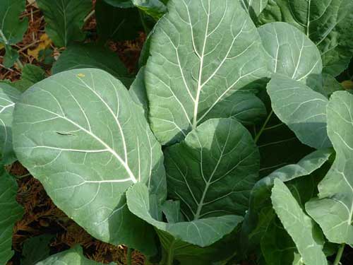 Champion – Collard Seed