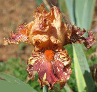 Cheetah Cheese Tall Bearded Iris Seeds