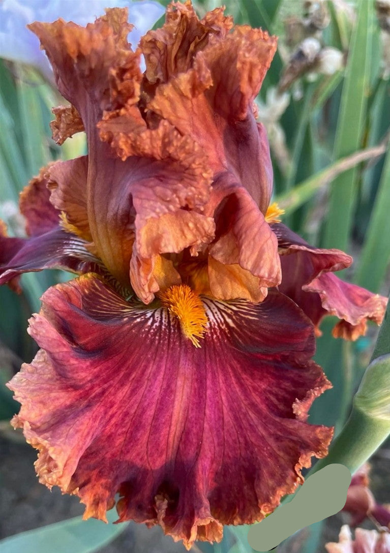 Chestnuts Roasting Bearded Iris Seeds