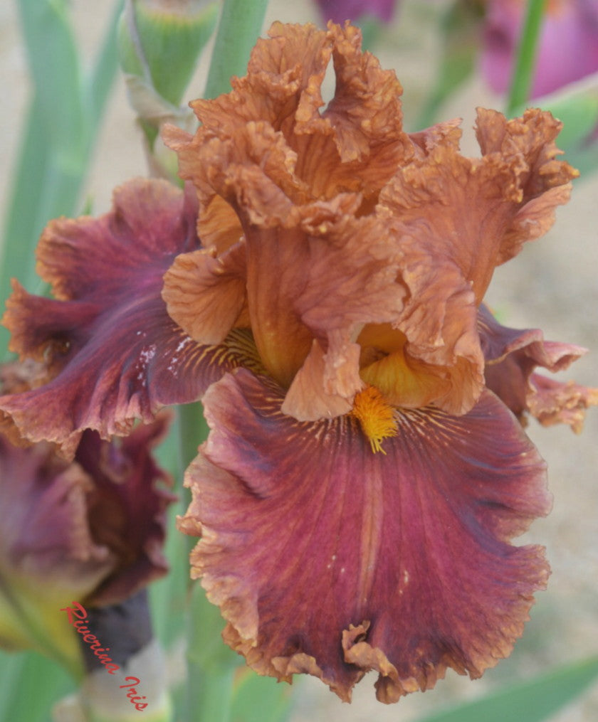 Chestnuts Roasting Bearded Iris Seeds