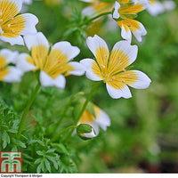Poached Egg Plant