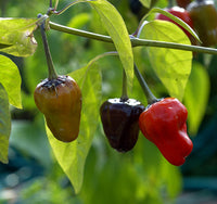 Chilli- Scorpion Tongue Black
