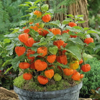 Chinese Lantern