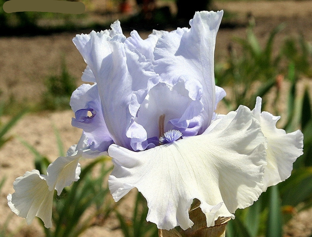 Chinook Winds Bearded Iris Seeds