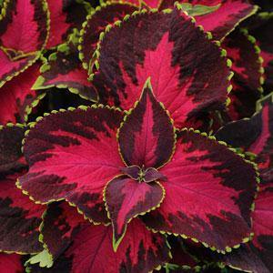 Coleus Sun Chocolate Covered Cherry Flower Seeds for Planting - Heirloom & Non-GMO seeds