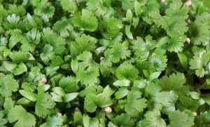 Cilantro – Organic Microgreen Seed