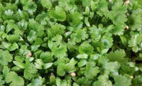 Cilantro – Organic Microgreen Seed