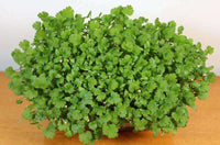 Cilantro – Organic Microgreen Seed