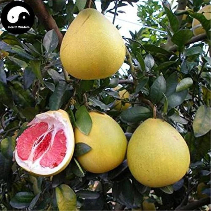 Heirloom Citrus Maxima Pomelo Fruit Seeds for Planting - Growing Your Own Fruit Orchard at Home Garden