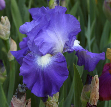 City Lights Reblooming Bearded Iris Seeds