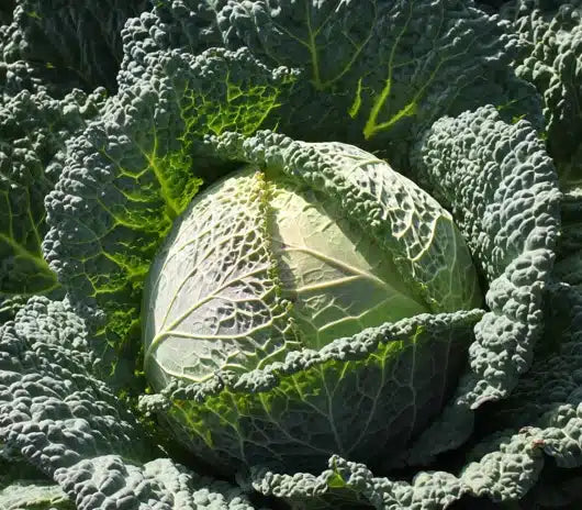 Clarissa – Cabbage Seed